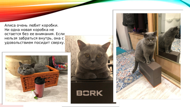  Алиса очень любит коробки. Ни одна новая коробка не остается без ее внимания. Если нельзя забраться внутрь, она с удовольствием посидит сверху. 01/18/2024  