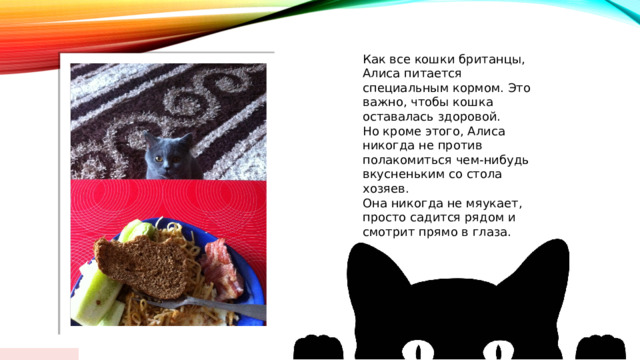  Макет заголовка и объектов со списком Как все кошки британцы, Алиса питается специальным кормом. Это важно, чтобы кошка оставалась здоровой. Но кроме этого, Алиса никогда не против полакомиться чем-нибудь вкусненьким со стола хозяев. Она никогда не мяукает, просто садится рядом и смотрит прямо в глаза.  