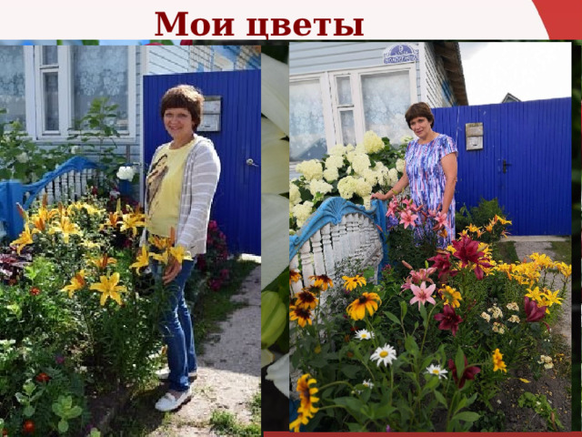 Мои цветы Мои цветы  