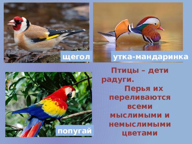 щегол утка-мандаринка Птицы – дети радуги. Перья их переливаются всеми мыслимыми и немыслимыми цветами попугай 