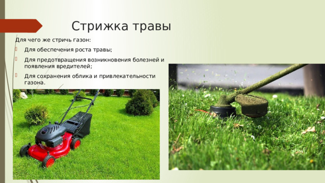Презентация " Газон"