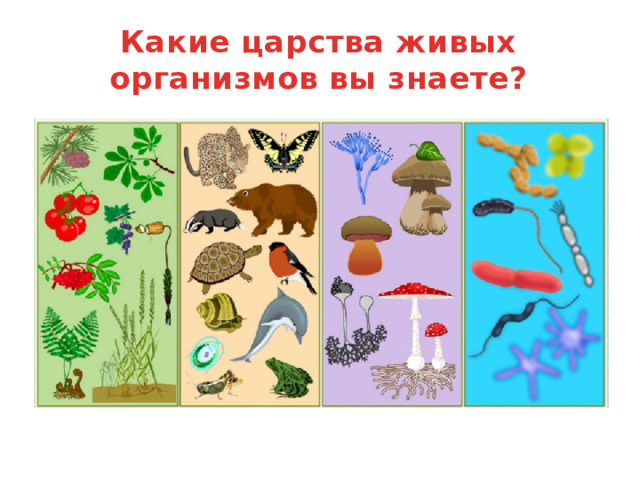 Какие царства живых организмов вы знаете? 