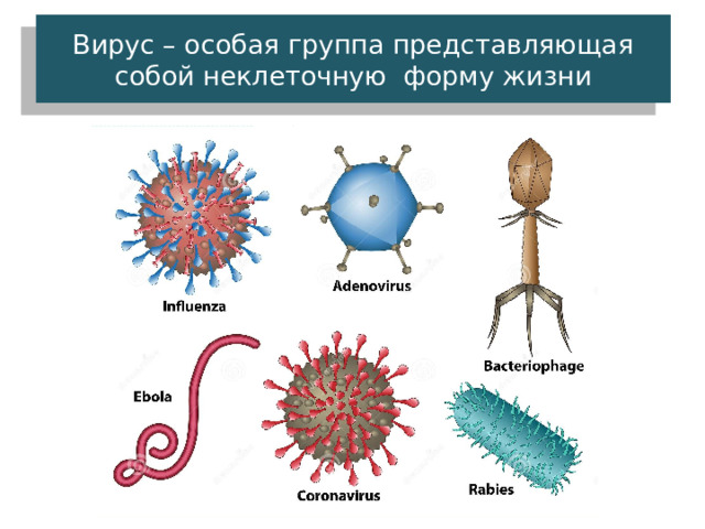 Вирус – особая группа представляющая собой неклеточную форму жизни 