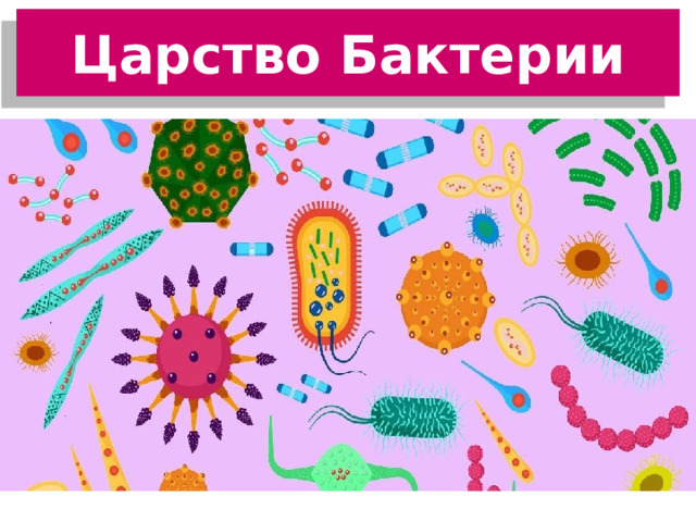 Царство Бактерии 