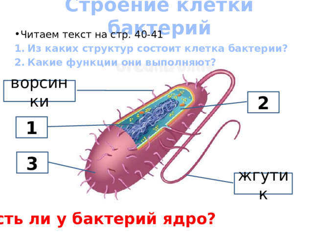 Строение клетки бактерий Читаем текст на стр. 40-41 Из каких структур состоит клетка бактерии? Какие функции они выполняют? ворсинки 2 1 3 жгутик Есть ли у бактерий ядро? 