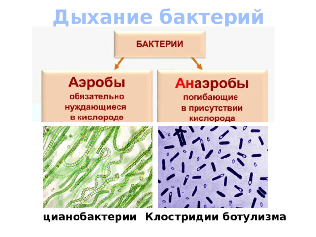 Дыхание бактерий цианобактерии Клостридии ботулизма 