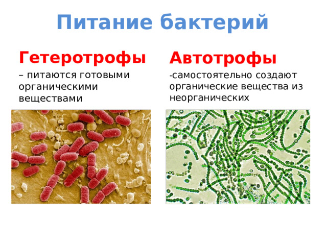 Питание бактерий Гетеротрофы  Автотрофы – питаются готовыми органическими веществами - самостоятельно создают органические вещества из неорганических 