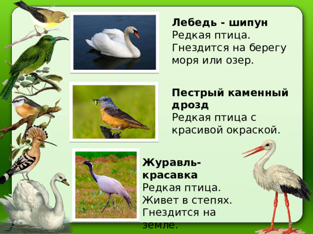 Проект птицы красной книги 2 класс Презентация Птицы Крыма