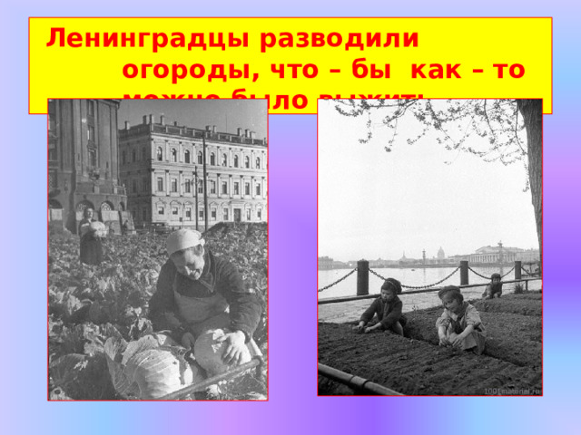 Ленинградцы разводили огороды, что – бы  как  –  то  можно  было выжить. 