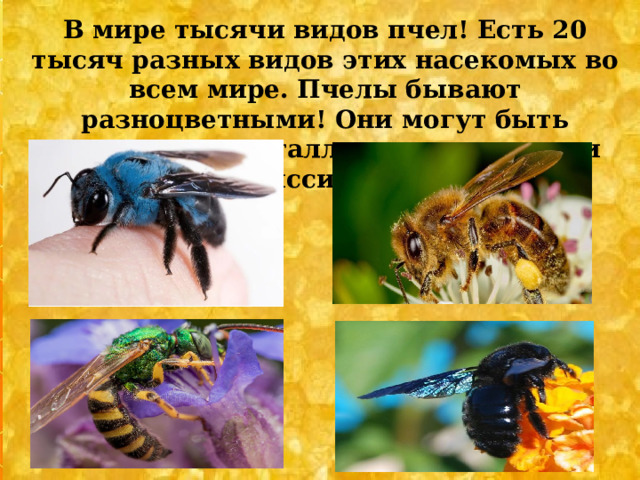 Проект "Удивительные пчелы"