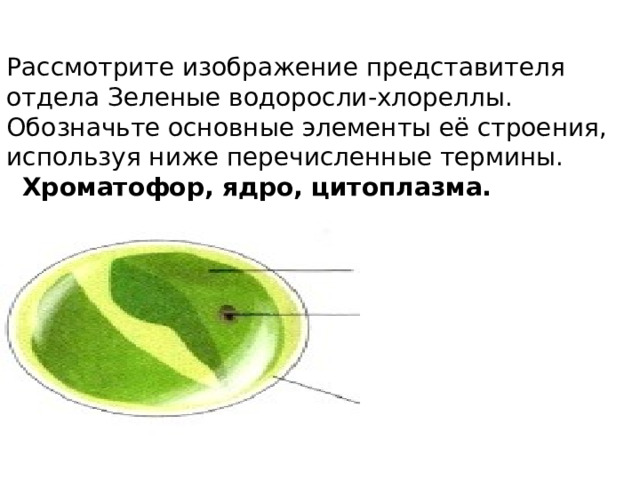 Рассмотрите изображение представителя отдела Зеленые водоросли-хлореллы. Обозначьте основные элементы её строения, используя ниже перечисленные термины.  Хроматофор, ядро, цитоплазма. 