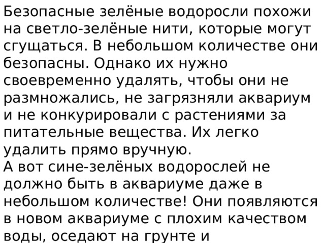 Безопасные зелёные водоросли похожи на светло-зелёные нити, которые могут сгущаться. В небольшом количестве они безопасны. Однако их нужно своевременно удалять, чтобы они не размножались, не загрязняли аквариум и не конкурировали с растениями за питательные вещества. Их легко удалить прямо вручную. А вот сине-зелёных водорослей не должно быть в аквариуме даже в небольшом количестве! Они появляются в новом аквариуме с плохим качеством воды, оседают на грунте и специфически пахнут. 