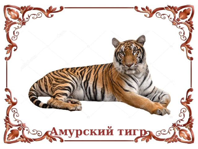 Амурский тигр  