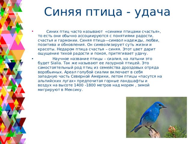 Синяя птица - удача   Синих птиц часто называют «синими птицами счастья», то есть они обычно ассоциируются с понятиями радости, счастья и гармонии. Синяя птица—символ надежды, любви, позитива и обновления. Он символизирует суть жизни и красоты. Недаром птица счастья – синяя. Этот цвет дарит ощущение тихой радости и покоя, притягивает удачу.  Научное название птицы – сиалия, на латыни это будет Sialia. Так же называют ее лазурной птицей. Это самостоятельный род птиц из семейства дроздовых отряда воробьиных. Ареал голубой сиалии включает в себя западную часть Северной Америки, летом птицы «пасутся на альпийских лугах» предпочитая горные ландшафты и воздух на высоте 1400 -1800 метров над морем , зимой мигрируют в Мексику. 