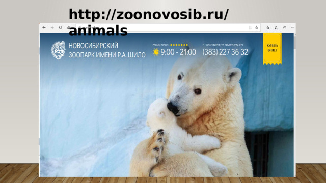 http://zoonovosib.ru/animals 