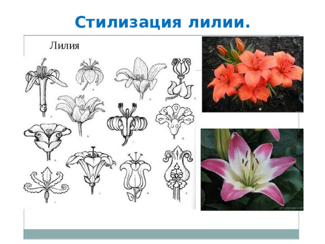 Анализ лилии. Стилизованная Лилия. Стилизованный цветок лилии. Лилия стилизация. Формы цветов.