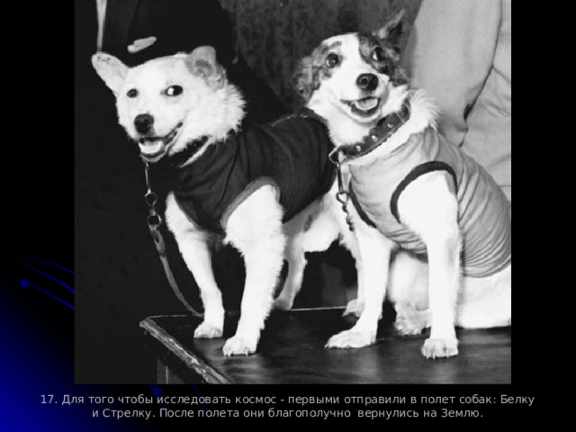 17. Для того чтобы исследовать космос - первыми отправили в полет собак: Белку и Стрелку. После полета они благополучно вернулись на Землю. 