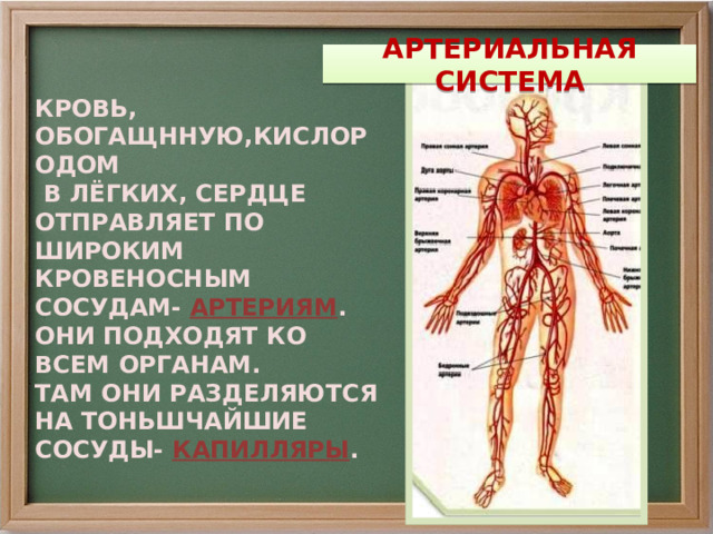 Кровеносная система человека сообщение. Система кровообращения 3 класс. Кровеносная система человека. Кровеносная система человека 3 класс. Строение кровеносной системы человека.