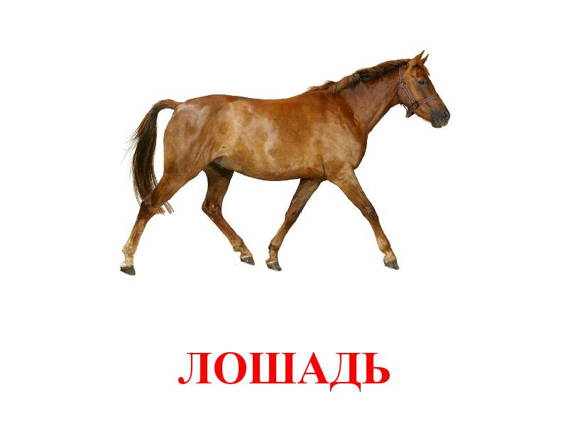 Слово пять букв коне. Лошадь карточка для детей. Карточки с изображением домашних животных. Корова и лошадь. Картинки лошадей.