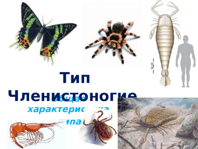 Тип Членистоногие Общая характеристика  типа  
