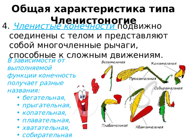 Общая характеристика типа Членистоногие 4.  Членистые конечности  подвижно соединены с телом и представляют собой многочленные рычаги, способные к сложным движениям. В зависимости от выполняемой функции конечность получает разные названия: бегательная, прыгательная, копательная, плавательная, хватательная, собирательная и другие. бегательная, прыгательная, копательная, плавательная, хватательная, собирательная и другие. 