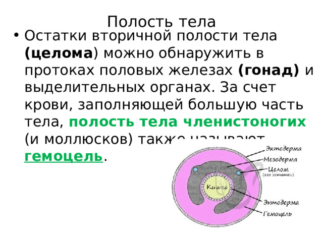 Полость тела   Остатки вторичной полости тела (целома ) можно обнаружить в протоках половых железах (гонад) и выделительных органах. За счет крови, заполняющей большую часть тела, полость тела членистоногих (и моллюсков) также называют гемоцель . 