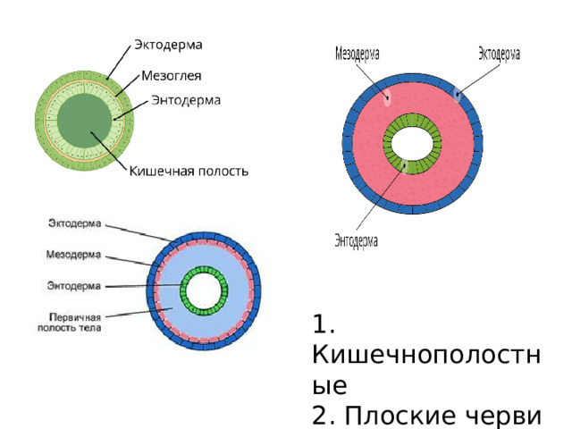 1. Кишечнополостные 2. Плоские черви 3. Круглые черви 