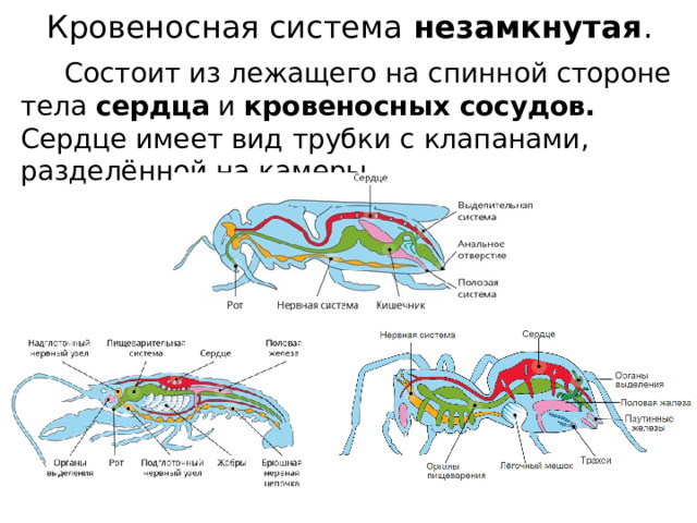 Незамкнутая кровеносная система членистоногих