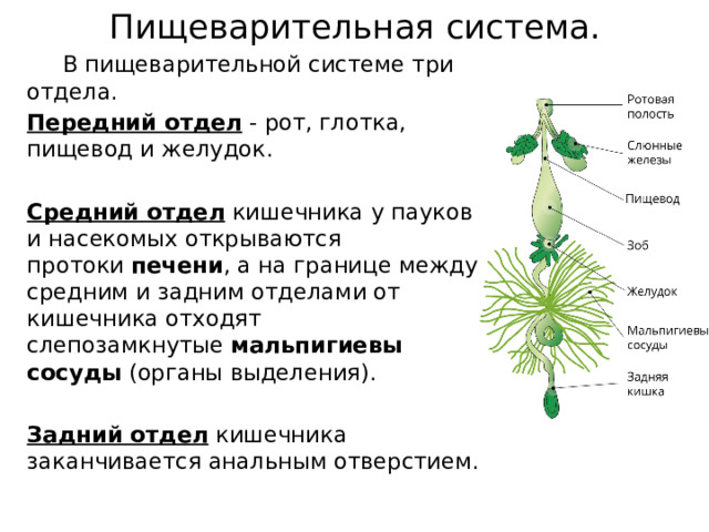 Пищеварительная система.     В пищеварительной системе три отдела.   Передний отдел  - рот, глотка, пищевод и желудок.    Средний отдел  кишечника у пауков и насекомых открываются протоки  печени , а на границе между средним и задним отделами от кишечника отходят слепозамкнутые  мальпигиевы сосуды  (органы выделения).   Задний отдел  кишечника заканчивается анальным отверстием.  