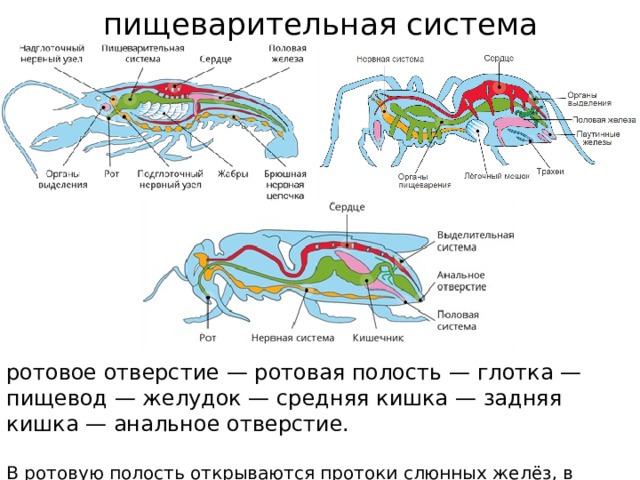 пищеварительная система   ротовое отверстие — ротовая полость — глотка — пищевод — желудок — средняя кишка — задняя кишка — анальное отверстие. В ротовую полость открываются протоки слюнных желёз, в полость средней кишки — протоки печени.  