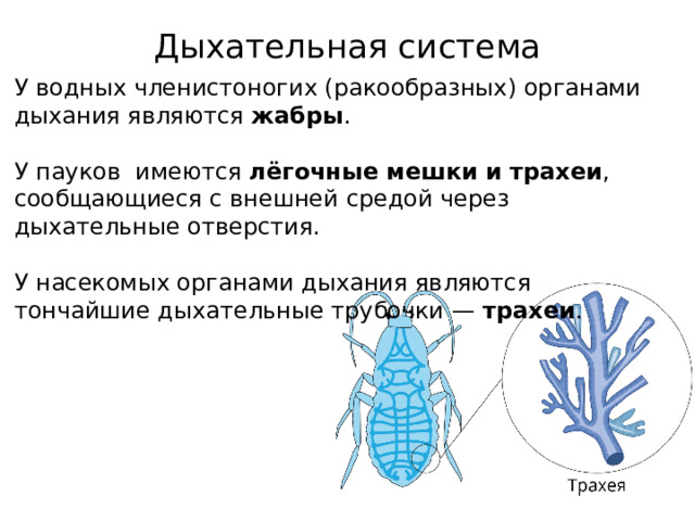 Дыхательная система   У водных членистоногих (ракообразных) органами дыхания являются  жабры . У пауков  имеются  лёгочные мешки и трахеи , сообщающиеся с внешней средой через дыхательные отверстия. У насекомых органами дыхания являются тончайшие дыхательные трубочки —  трахеи .   