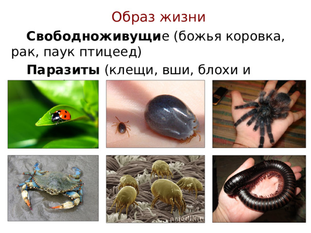 Образ жизни  Свободноживущи е (божья коровка, рак, паук птицеед)  Паразиты (клещи, вши, блохи и комары) 