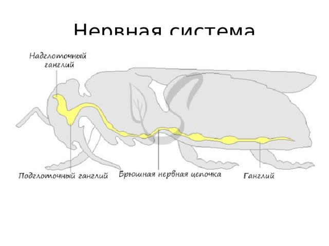 Нервная система 