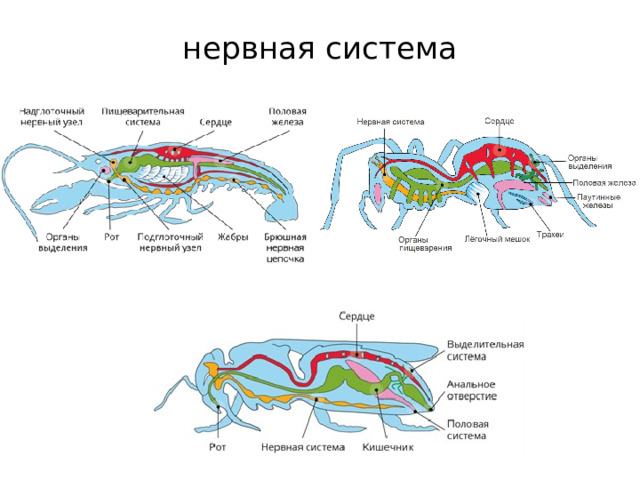 нервная система   