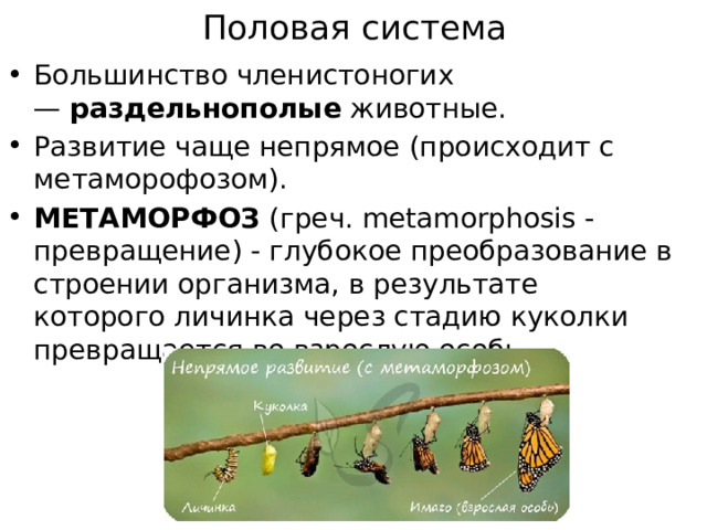 Половая система   Большинство членистоногих —  раздельнополые  животные. Развитие чаще непрямое (происходит с метаморофозом). МЕТАМОРФОЗ (греч. metamorphosis - превращение) - глубокое преобразование в строении организма, в результате которого личинка через стадию куколки превращается во взрослую особь. 