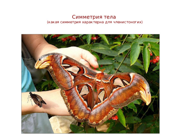 Симметрия тела  (какая симметрия характерна для членистоногих)   Двусторонняя  