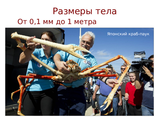 Размеры тела  От 0,1 мм до 1 метра Японский краб-паук Японский краб-паук 5 