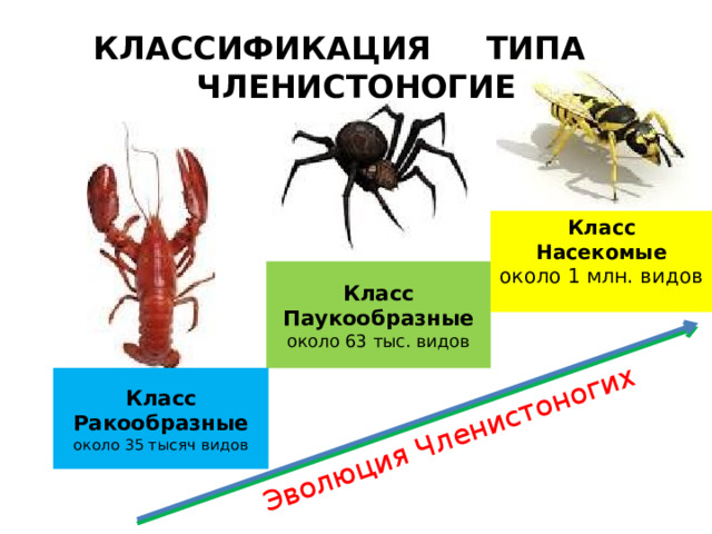 Эволюция Членистоногих КЛАССИФИКАЦИЯ ТИПА ЧЛЕНИСТОНОГИЕ Класс Насекомые около 1 млн. видов Класс Паукообразные около 63 тыс. видов Класс Ракообразные около 35 тысяч видов 