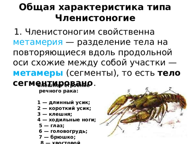 Общая характеристика типа Членистоногие  1. Членистоногим свойственна метамерия — разделение тела на повторяющиеся вдоль продольной оси схожие между собой участки — метамеры (сегменты), то есть  тело сегментировано .  Внешнее строение  речного рака:  1 — длинный усик; 2 — короткий усик; 3 — клешня; 4 — ходильные ноги;  5 — глаз;  6 — головогрудь;  7 — брюшко;  8 — хвостовой плавник 