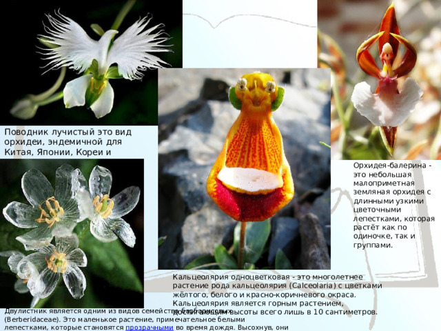 Поводник лучистый это вид орхидеи, эндемичной для Китая, Японии, Кореи и России. Цветок напоминает белую голубку. Орхидея-балерина - это небольшая малоприметная земляная орхидея с длинными узкими цветочными лепестками, которая растёт как по одиночке, так и группами. Кальцеолярия одноцветковая - это многолетнее растение рода кальцеолярия (Calceolaria) с цветками жёлтого, белого и красно-коричневого окраса. Кальцеолярия является горным растением, достигающим высоты всего лишь в 10 сантиметров.  Двулистник является одним из видов семейства барбарисовых (Berberidaceae). Это маленькое растение, примечательное белыми лепестками, которые становятся  прозрачными  во время дождя. Высохнув, они опять становятся белыми. 
