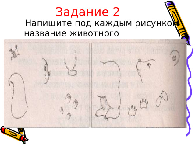 Задание 2  Напишите под каждым рисунком название животного 