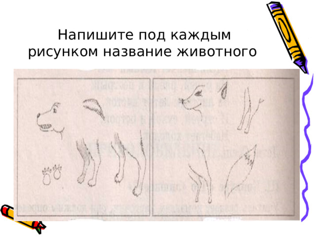  Напишите под каждым рисунком название животного 