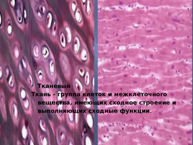 Тканевый Ткань - группа клеток и межклеточного вещества, имеющих сходное строение и выполняющих сходные функции . 