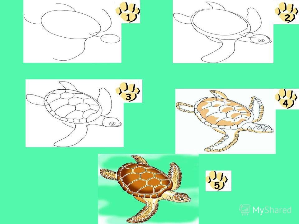 Урок изо 1 класс презентация поэтапное рисование. Черепаха рисунок. Рисование животных для детей. Схема рисования черепахи. Рисунок черепахи для детей 1 класса.
