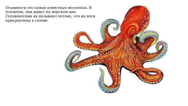 Осьминоги-это самые известные моллюски. В основном, они живут на морском дне. Головоногими их называют потому, что их ноги прикреплены к голове 