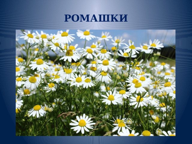РОМАШКИ 