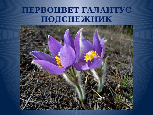 ПЕРВОЦВЕТ ГАЛАНТУС ПОДСНЕЖНИК 