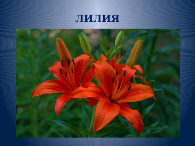 ЛИЛИЯ 
