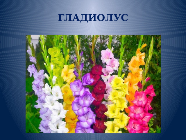 ГЛАДИОЛУС 