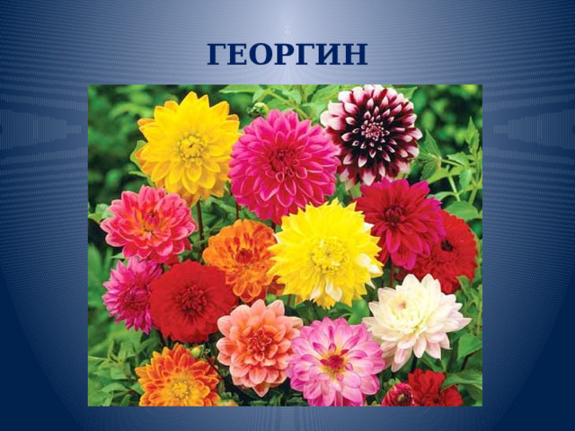 ГЕОРГИН 